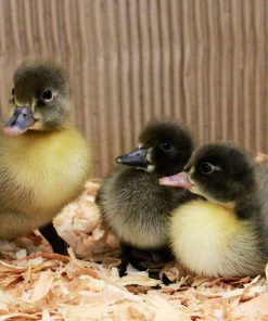 Blue Swedish Ducklings